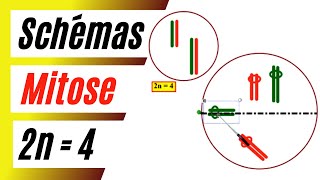 Comment schématiser les phases de la mitose dune cellule à 2n  4 chromosomes [upl. by Gould655]