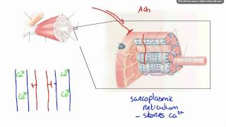 042 How Calcium ion release results in Muscle Contraction [upl. by Easlehc]