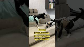 Реакция кошачьей банды на стерилизацию Бури и Горчицы 🙀 питомцы котики собака стерилизация кот [upl. by Tavy311]