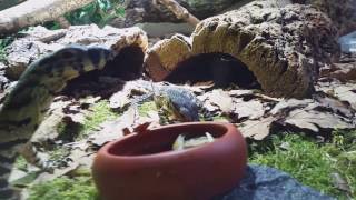 Lace monitors eating fish for the first time Varanus varius [upl. by Gristede]