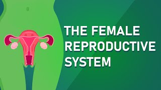 Understanding The Female Reproductive System [upl. by Ysteb638]