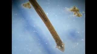 Planaria Phylum Platyhelminthes [upl. by Lais]