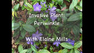 Invasive Plant Periwinkle [upl. by Eyeleen]