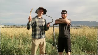 Rye Harvest Wild Rye with Traditional Tools [upl. by Amarillas84]