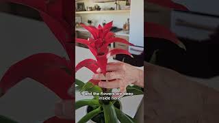 The Key To Making Bromeliad Flowers Last Longer bromeliads [upl. by Burnard]