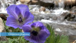 Beautiful Flowers of the Himalaya a rare collection [upl. by Fineberg]