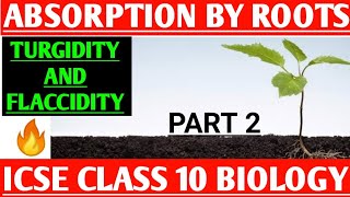 Part 2  Absorption by roots  Turgidity And Flaccidity  ICSE Class 10 Biology [upl. by Alderson]