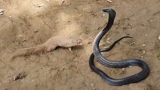 See how Mongoose defeat the huge Black Cobra [upl. by Amalee]