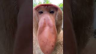 Proboscis Monkey Makes Funny Noises [upl. by Yewed]