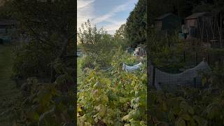 Allotment shed view [upl. by Eustazio658]