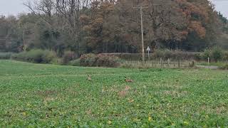 Pheasants in the field  flyaway pheasants  youtubevideo [upl. by Myca]