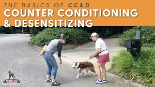 Change Reactive Dog Behavior  Counterconditioning and Desensitization [upl. by Jemine]