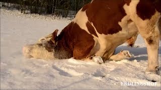 Lebensfreude pur Pferde Esel und Rinder spielen zusammen im Schnee [upl. by Ihskaneem]