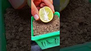 How To Propagate Lemon trees With Onions In Simple  Stimulating fruit Production the Fastest [upl. by Engvall]