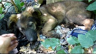 Terrified German Shepherd Puppy Abandoned In The Woods Gets Rescued Just In Time [upl. by Ayotnom]