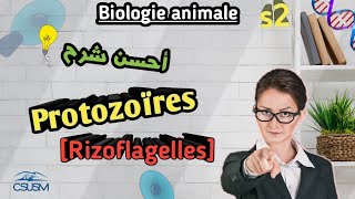 Biologie Animale en Arabe les protozoaires Rhizoflagellés en Arabe SVI S2 [upl. by Nawuq]