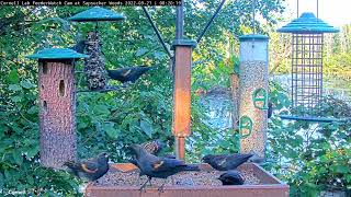 Redwinged Blackbirds Commandeer Feeder As They Move Through Sapsucker Woods – Sept 21 2022 [upl. by Aniar]