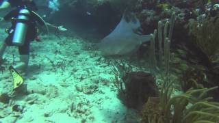 Nurse Shark Encounter  Guanica Puerto Rico [upl. by Nessi164]