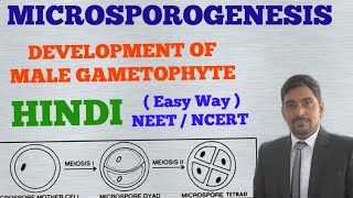 Development of Male Gametophyte in Angiosperms  MICROSPOROGENESIS HINDI [upl. by Dacia517]