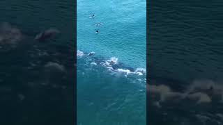 Dolphins and surfers riding waves at Maroubra Beach 5th October 2024 [upl. by Jakob]