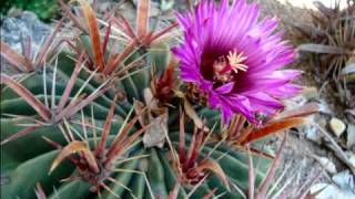 ferocactus minuetmov [upl. by Assyn]