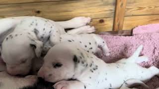 Dalmatian puppies born without any visible spots 101dalmatians dalmatian puppies dalmatiandog [upl. by Dabney]