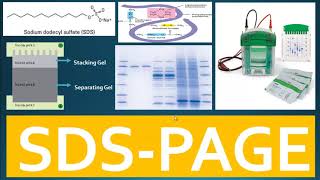 SDS PAGE  Principle of SDS PAGE and Use of Buffer System for Separation of Proteins [upl. by Junette458]