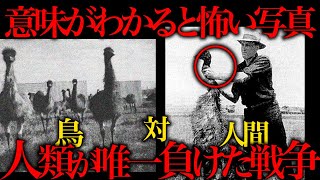 【実話】鳥と人類が1ヶ月間の戦争した結果 [upl. by Khoury314]