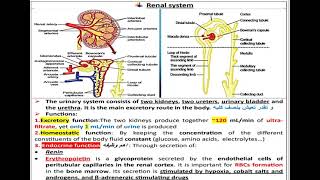 7 Renal system Physiology شرح بالعربي [upl. by Ellesig918]