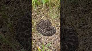 Eastern massasauga rattlesnake [upl. by Rebmyt]