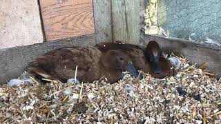 Nesting Indian Runner ducks protecting their eggs [upl. by Anitsyrhk]