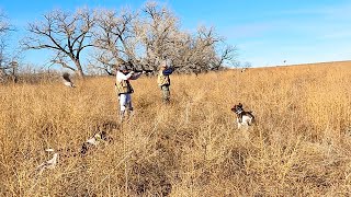 Kansas Pheasant and Quail December 2023 Part 2 [upl. by Ateekahs]