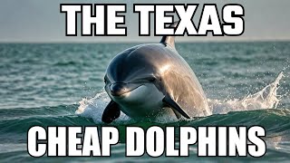 I FOUND PORPOISES quotTexas Cheap Dolphinsquot [upl. by Henriette480]