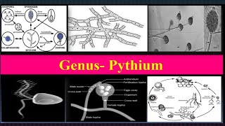 Pythium Important characteristics Reproduction Life cycle Diseases [upl. by Nahtanoy]