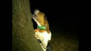 Dog screaming near a tree like a human meme [upl. by Polard]