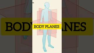 BODY PLANES AND SECTION medial coronal sagittal  Basic Anatomical terms anatomy [upl. by Nariko]