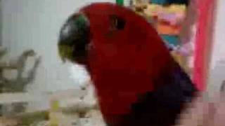 Sookie Female Eclectus and Coco the Cockatoo Parrot singing talking and dancing [upl. by Beutner]