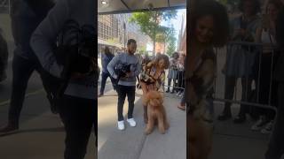 John Legend and Chrissy Teigen bringing their dogs to the Jimmy Fallon show 🥰🐩￼ [upl. by Nillor316]