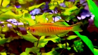 オレンジグリッターダニオ Glowlight Danio Celestichthys choprae [upl. by Velasco]