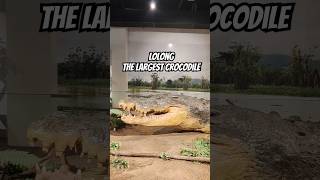 LOLONG  The Largest Crocodile in the Philippines nationalmuseum lolong [upl. by Ettevroc407]