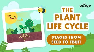 Plant Life Cycle Stages From Seed To Fruit  Primary School Science Animation [upl. by Hajile]