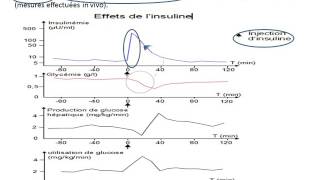 La régulation de la glycémie  Etape2 [upl. by Emmer649]