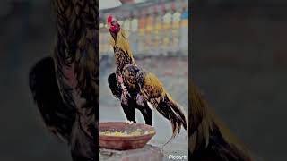 Aseel murgha aseelmurga rooster [upl. by Venuti]