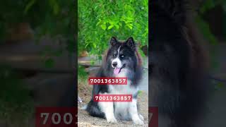 Best agouti wooly coat husky in india husky agoutihusky woolyhusky [upl. by Anaerb]