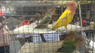 Exotic Birds price update in Galiff Street pet market 131024 [upl. by Kenay175]