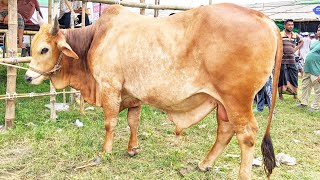 Biggest Cow Of Diabari Gorur Haat 2024 🐮 [upl. by Eeltrebor]