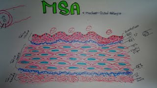 Histology of MediumSized Artery MSA [upl. by Jock12]