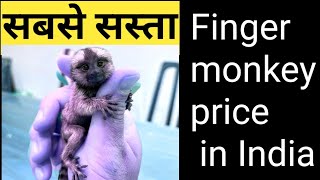 pocket monkey price in India I finger monkey I finger monkey I indiafactsunknown I marmoset monkey [upl. by Missak]