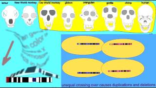 COLOR VISION IN CATARRHINE PRIMATES [upl. by Scheck283]