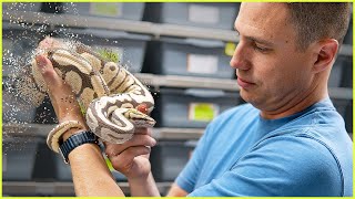 The Future of the Reptile Hobby — MUST WATCH [upl. by Bevis]